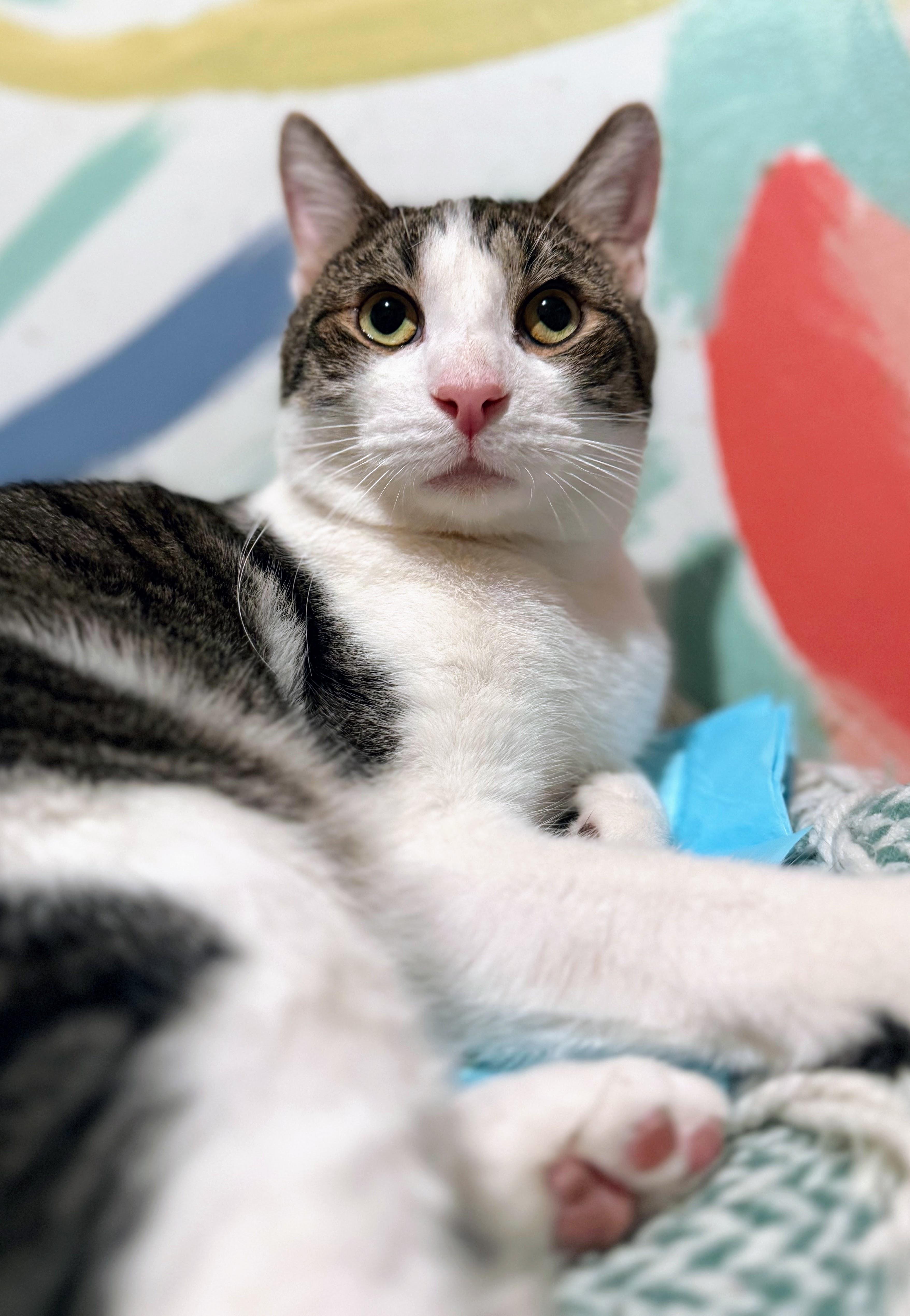 Bubbles, ADOPTABLE, Adult Male Domestic Short Hair.