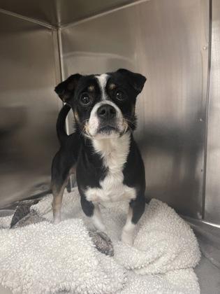 Prancer, Adoptable, Adult Male Chihuahua & Mixed Breed.