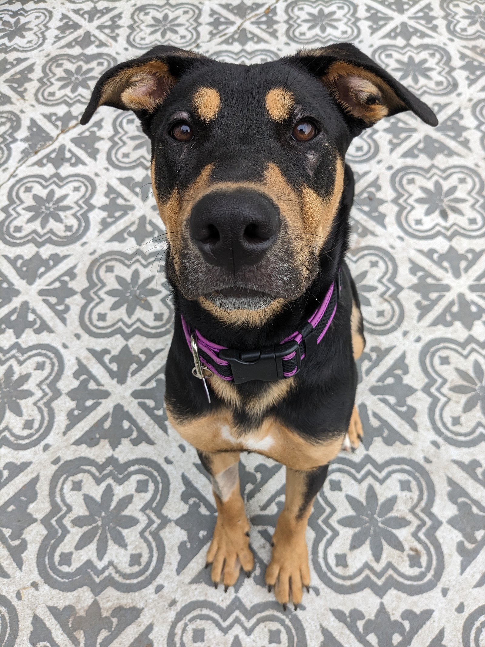 KEEWEE, Adoptable, Young Female Shepherd & Doberman Pinscher.