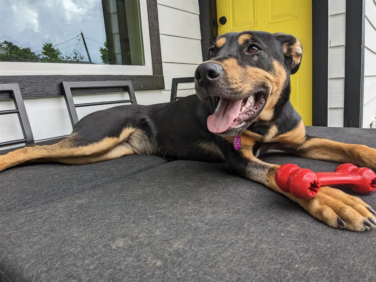 Enlarge KEEWEE, a Adoptable mixed breed in Marysville, WA image 2/3