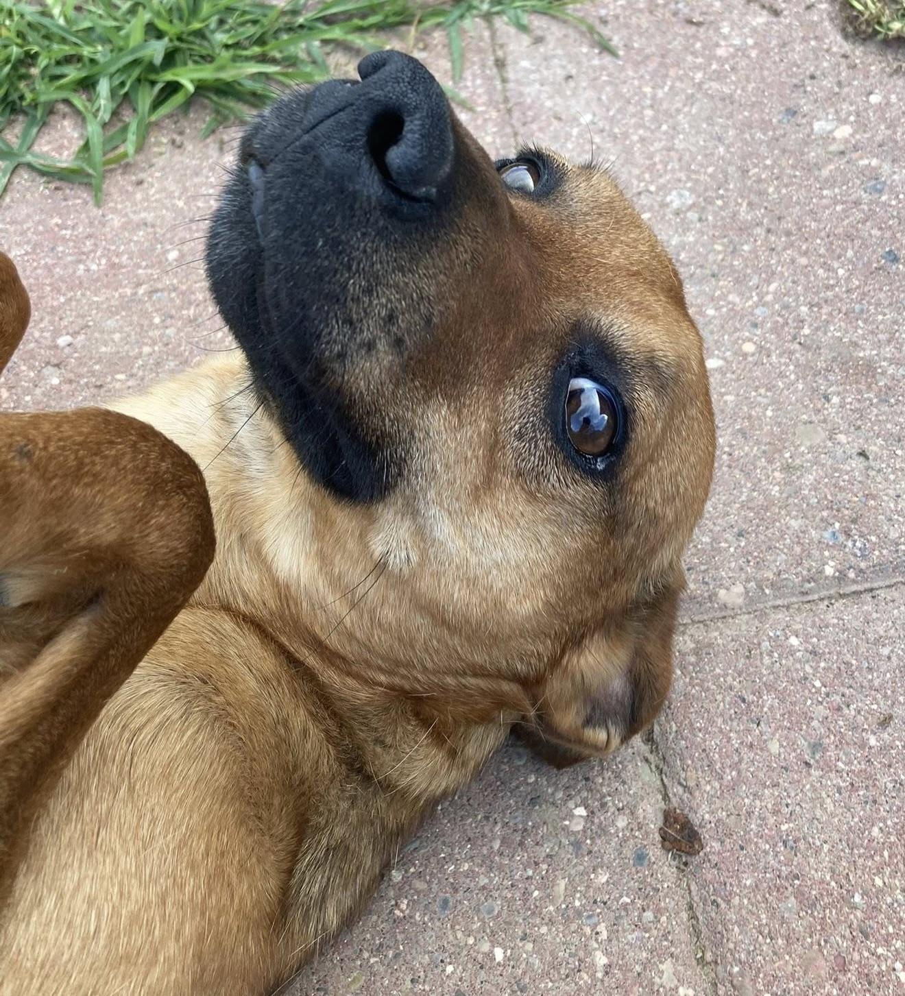 Punkin, Adopted, Young Male Black Mouth Cur.
