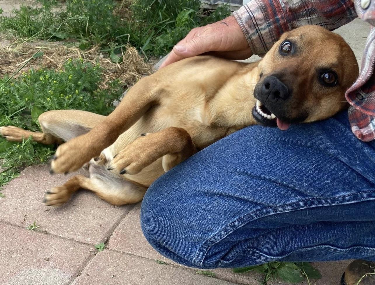 Enlarge Punkin, a Adopted mixed breed in Vallonia, IN image 4/4