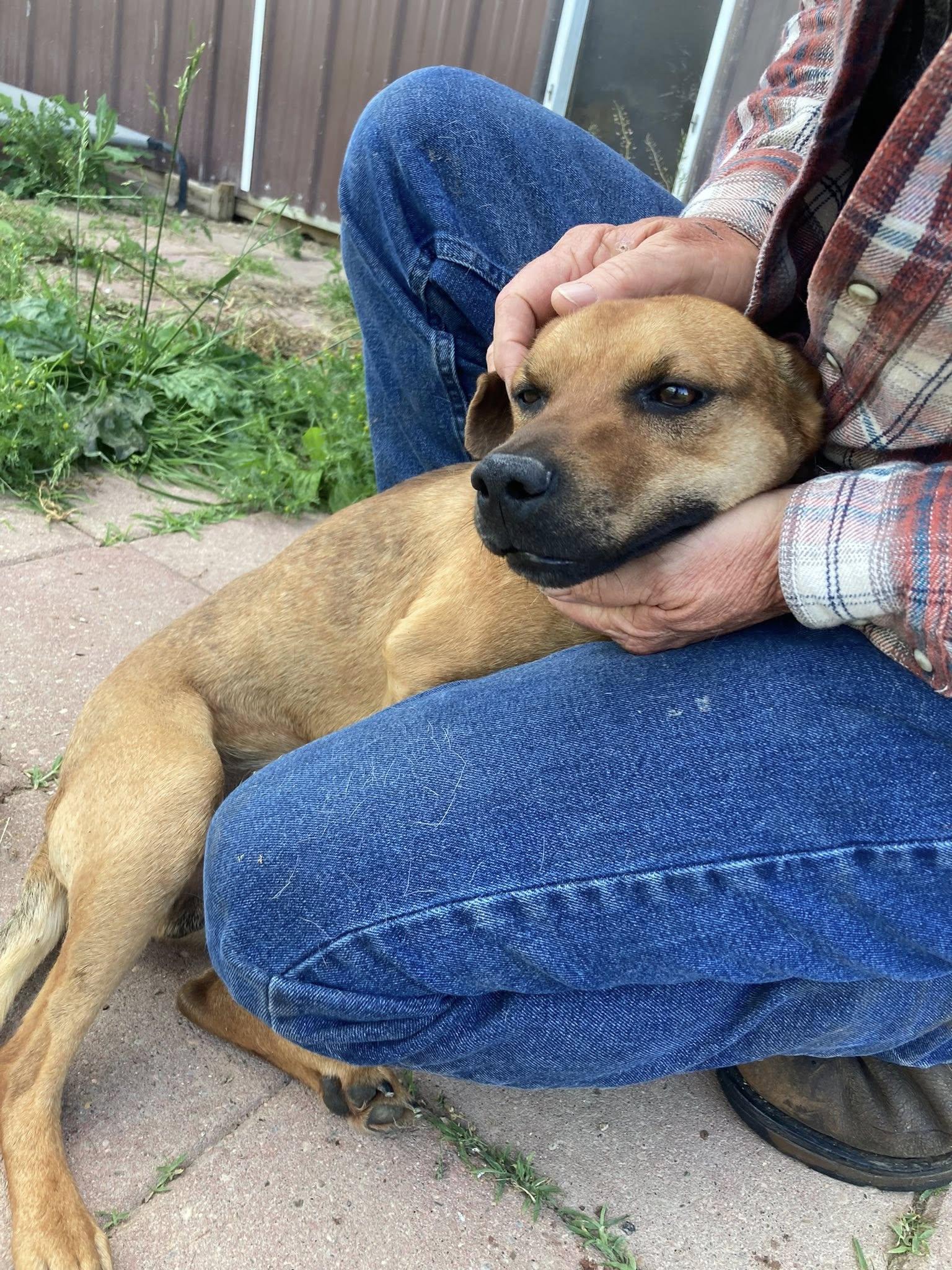 Enlarge Punkin, a Adopted mixed breed in Vallonia, IN image 2/4