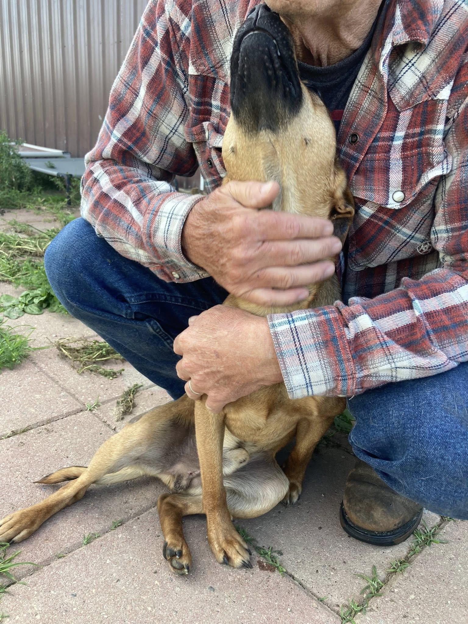 Punkin, Adopted, Young Male Black Mouth Cur.