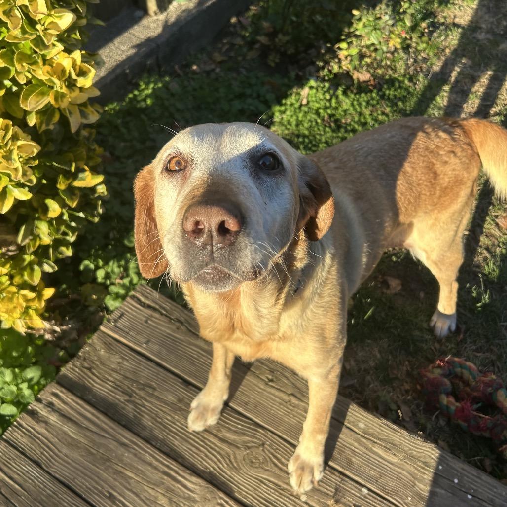 Gretchen, Adoptable, Senior Female Yellow Labrador Retriever.
