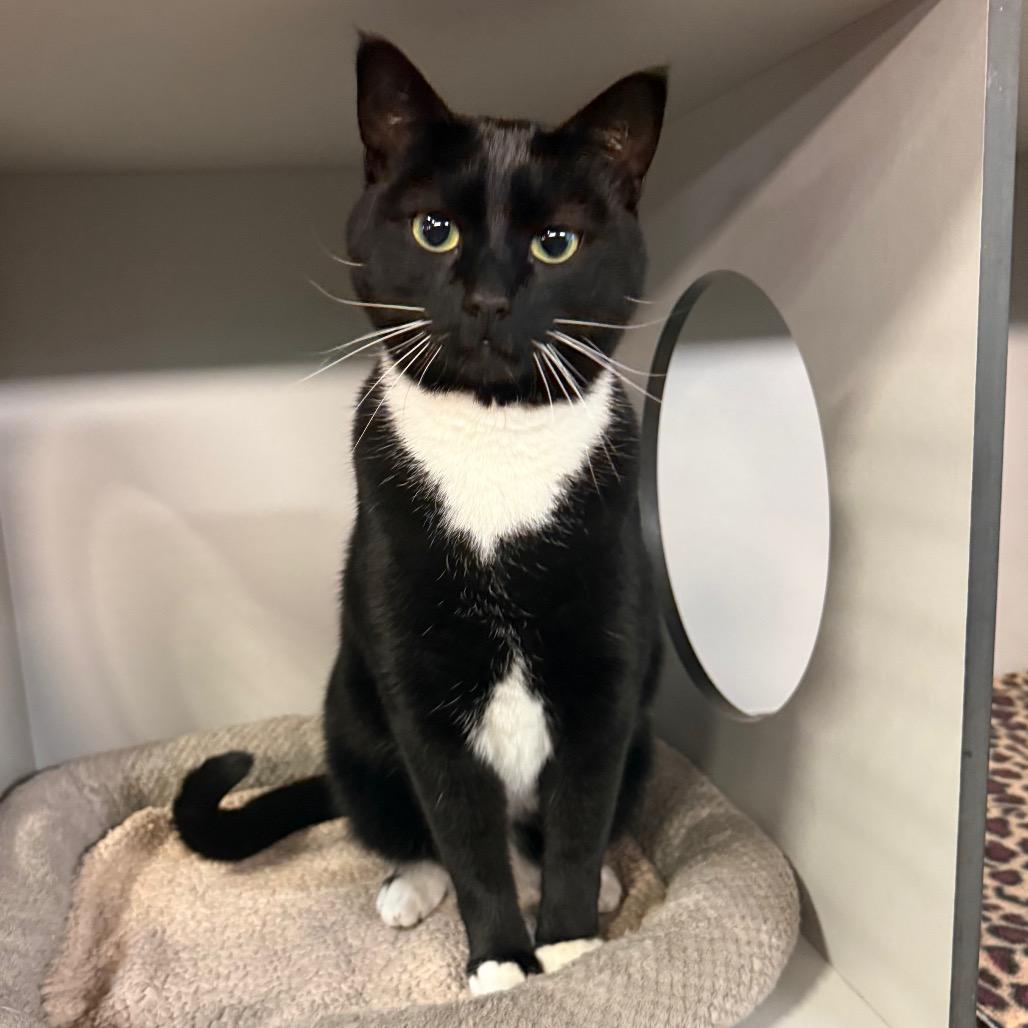 Roxy, Adoptable, Adult Female Domestic Short Hair.