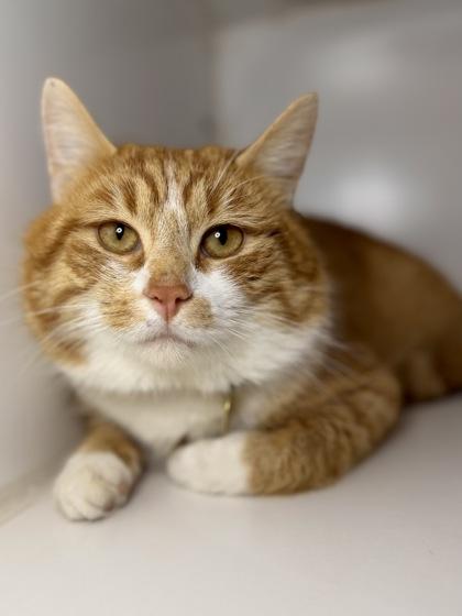 Enlarge Junior, a Adoptable mixed breed in Columbus, OH image 1/1