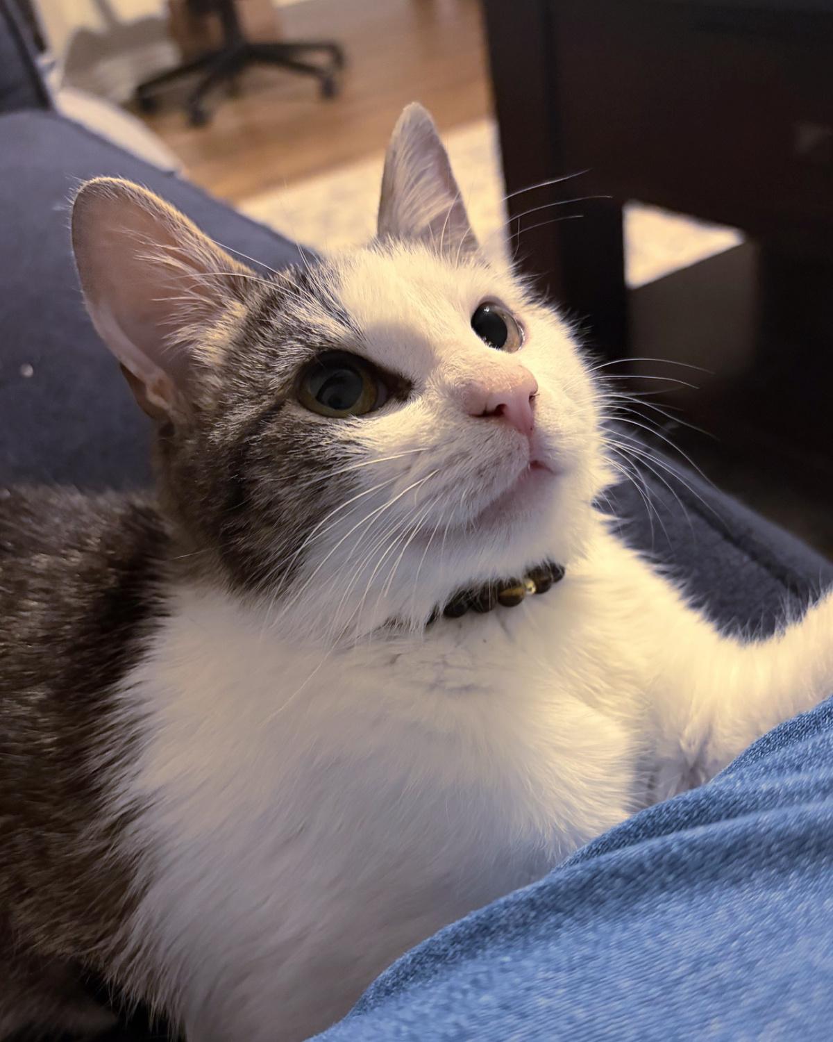 Enlarge Yogurt, an adopted mixed breed in Frisco, TX image 4/4