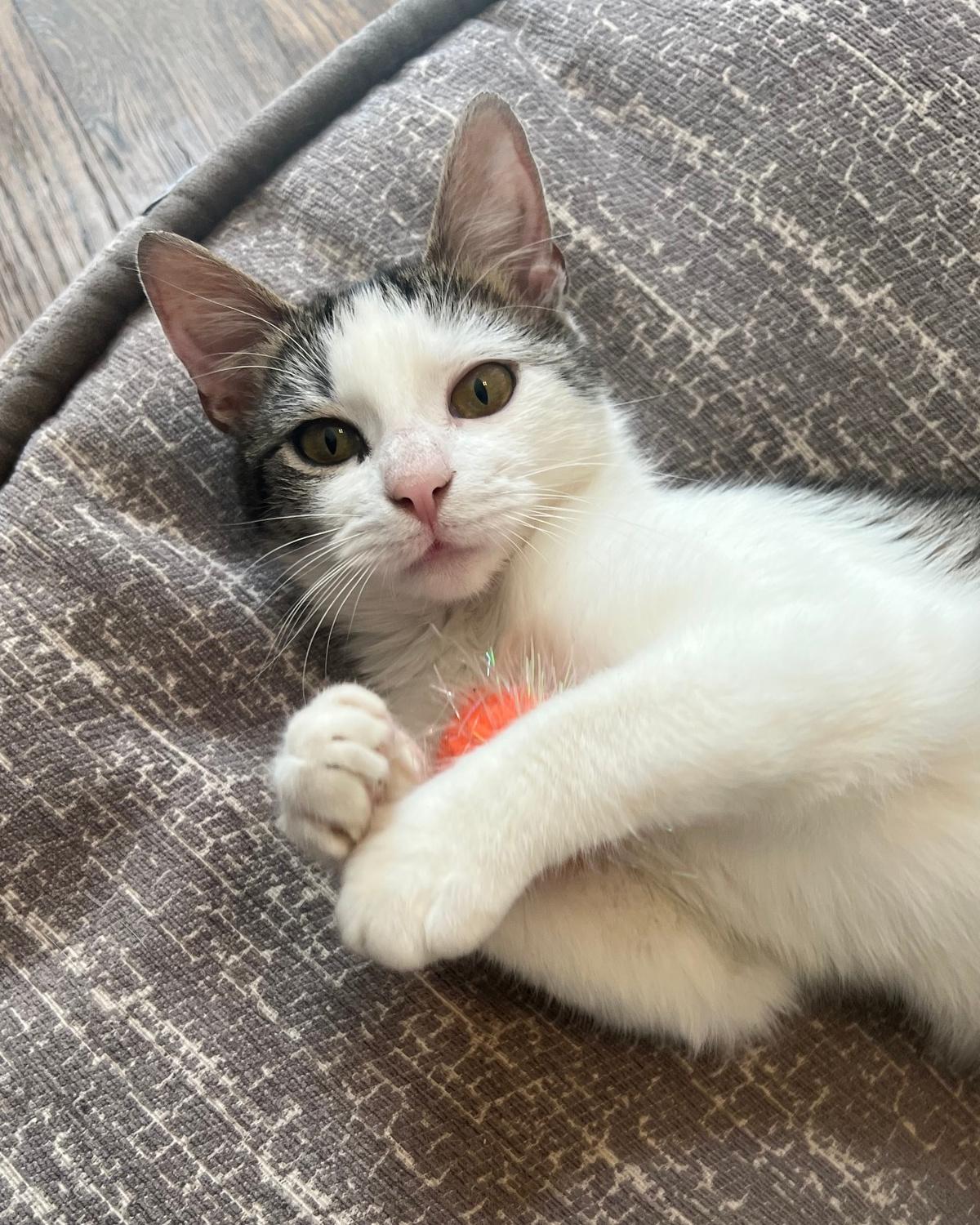 Enlarge Yogurt, an adopted mixed breed in Frisco, TX image 3/4