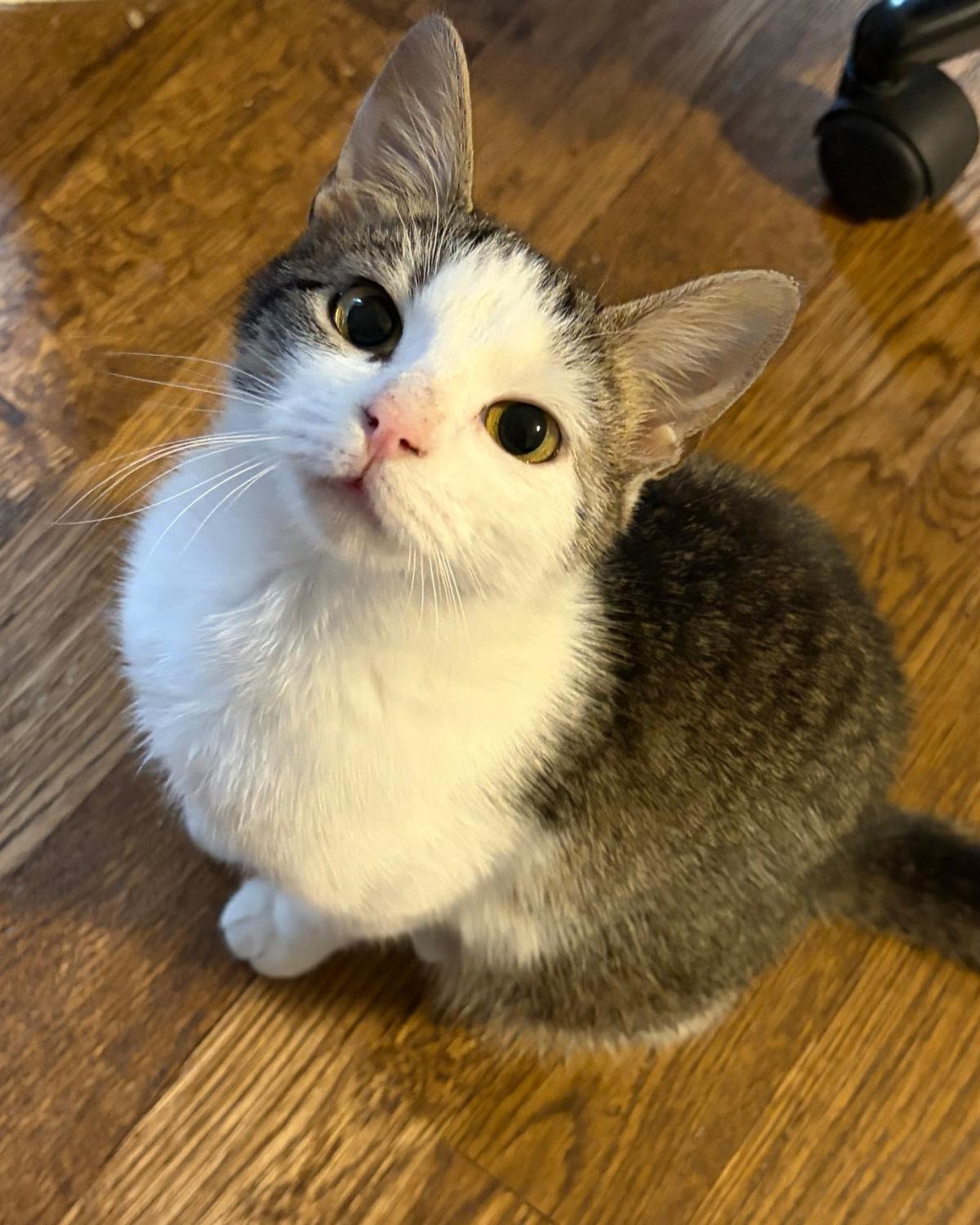 Enlarge Yogurt, an adopted mixed breed in Frisco, TX image 2/4