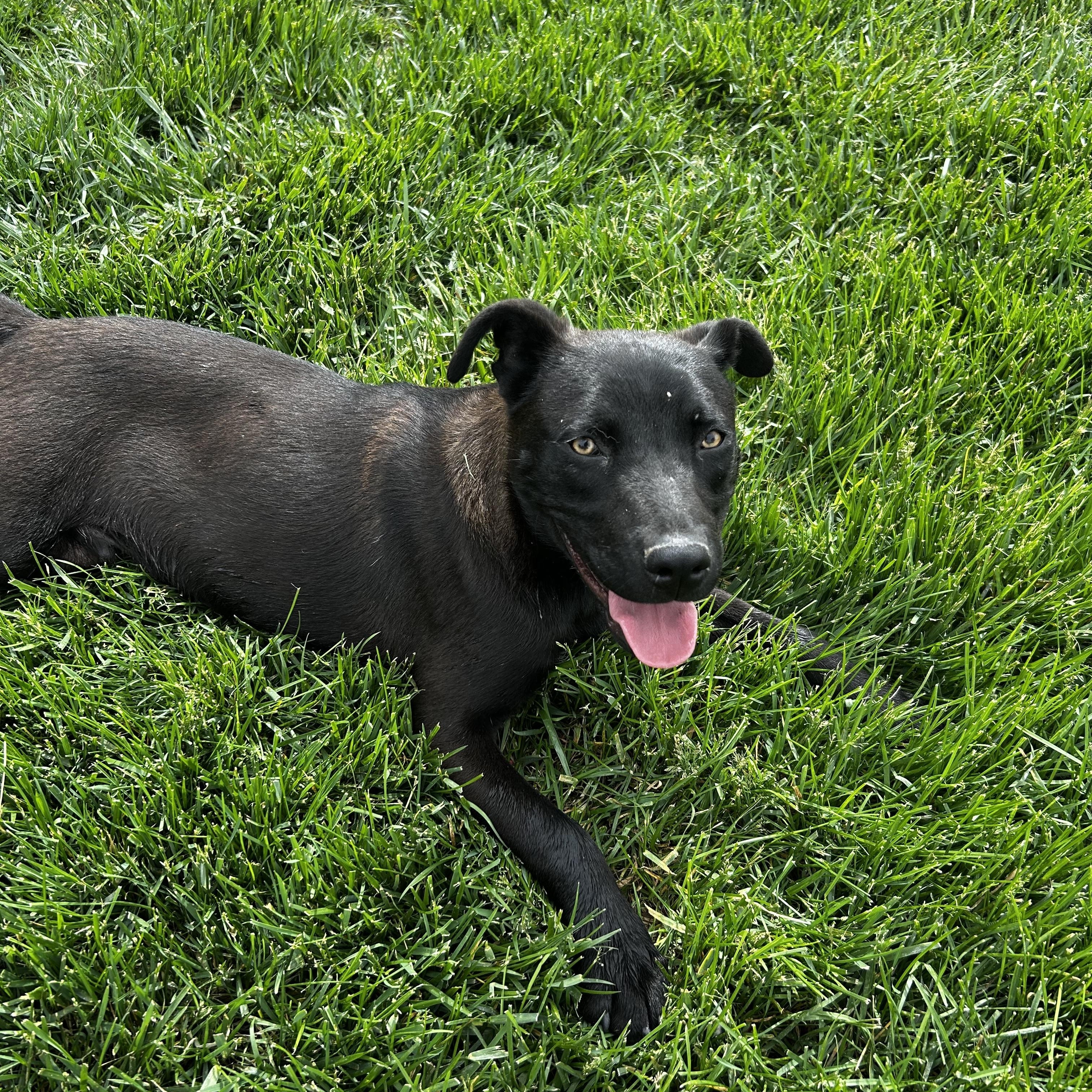 Paden (Yellow), Adoptable, Young Male Shepherd.
