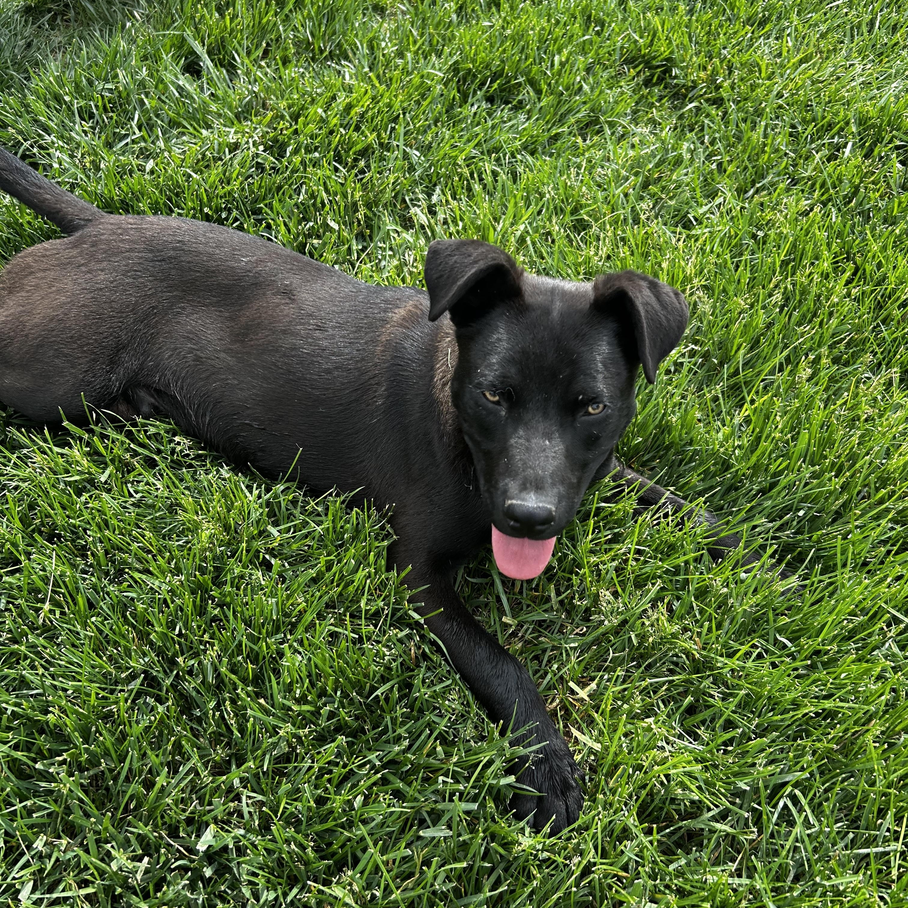 Paden (Yellow), a Adoptable mixed breed in Brownstown, IN image 2/2