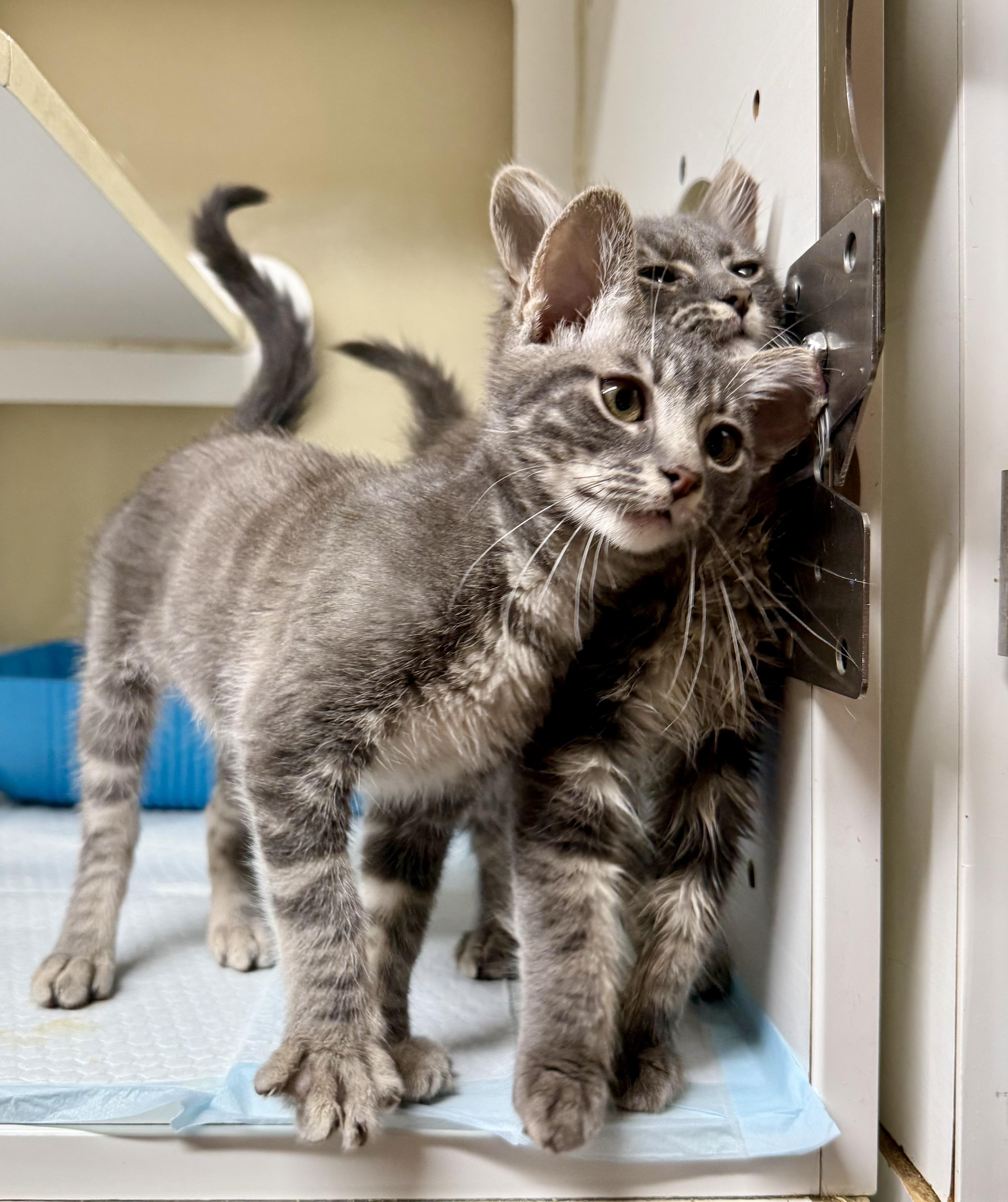 Axis and Orbit, a ADOPTABLE Domestic Short Hair in Jacksonville, AR image 5/5
