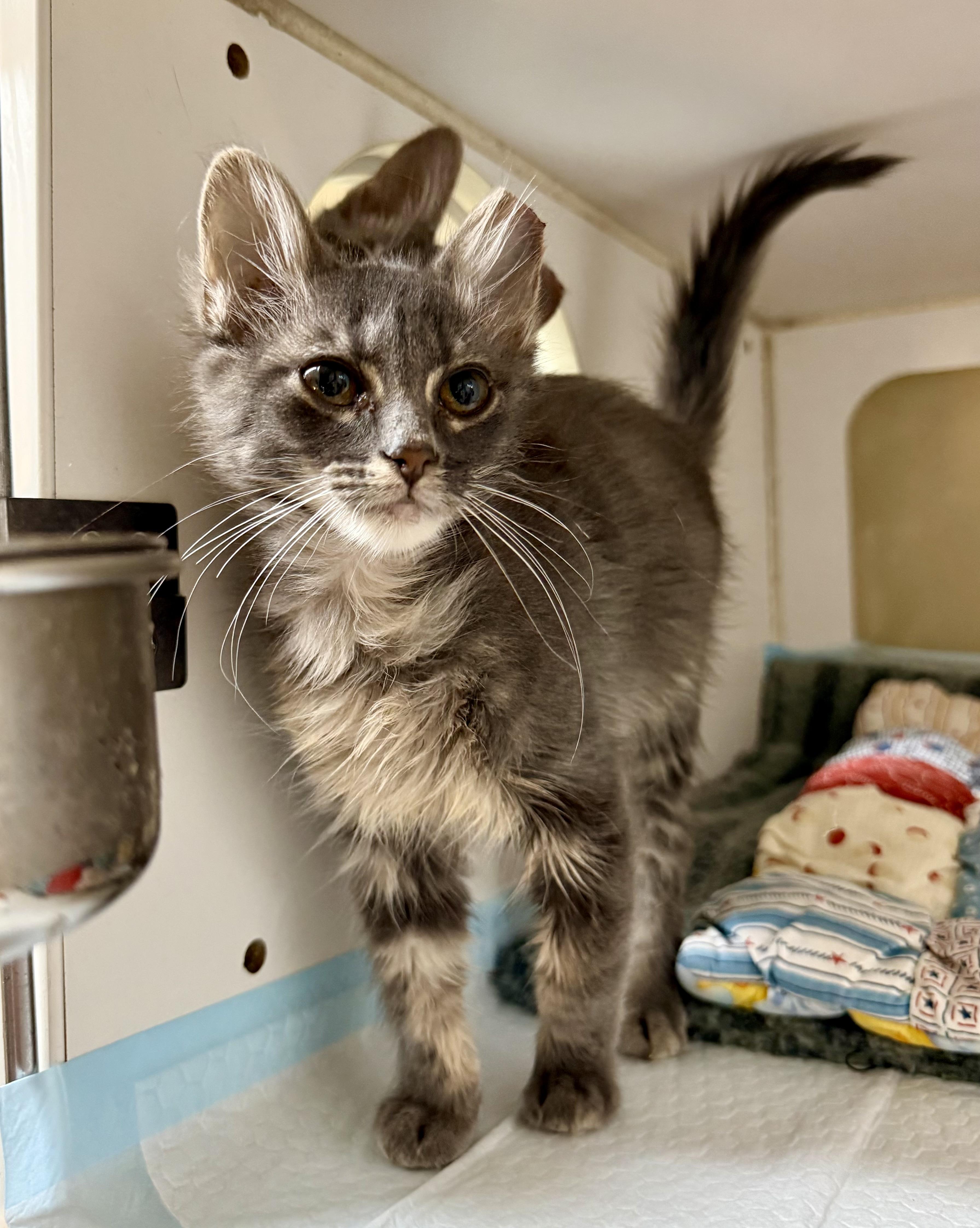 Axis and Orbit, a ADOPTABLE Domestic Short Hair in Jacksonville, AR image 2/5