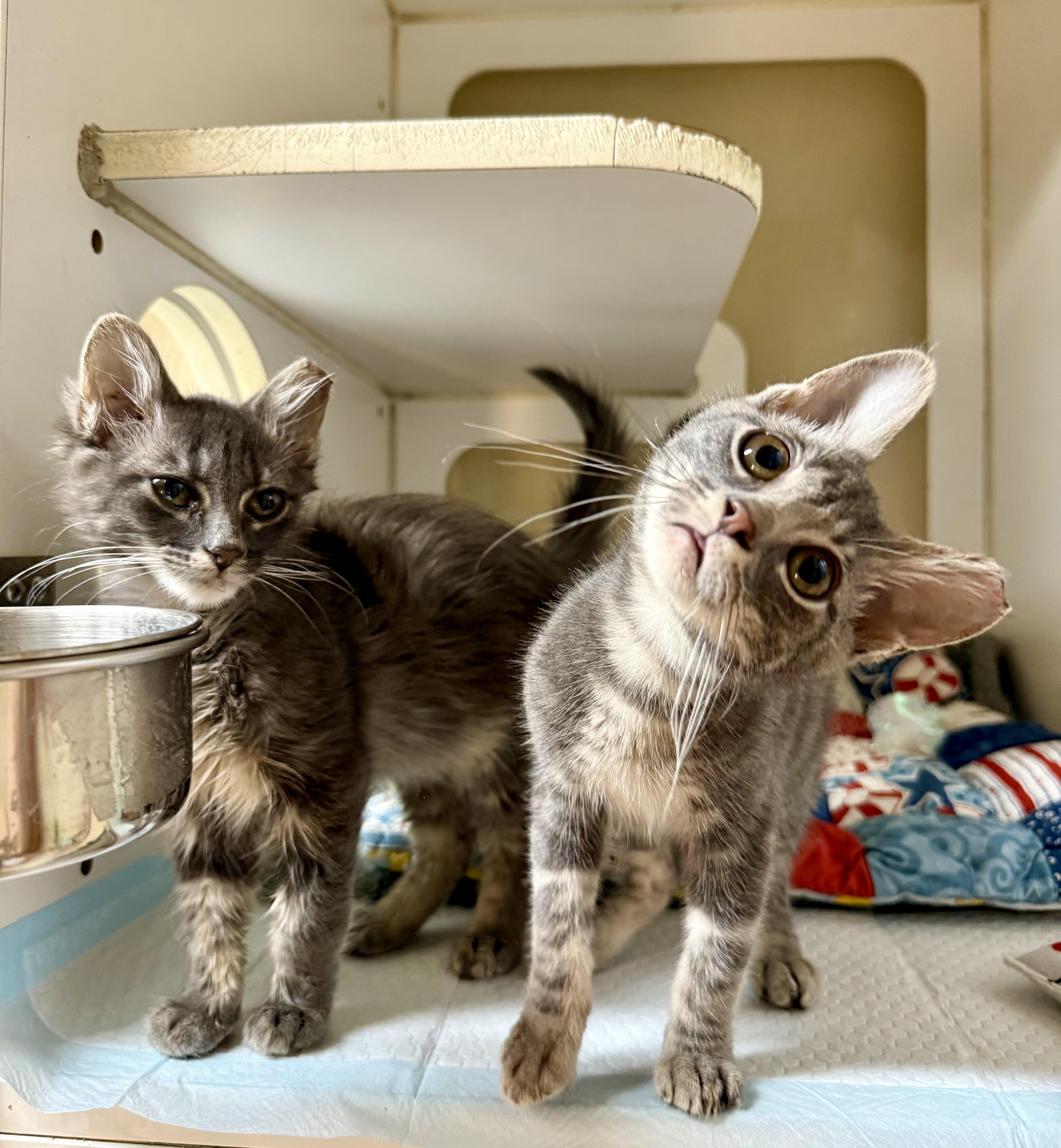 Axis and Orbit, a ADOPTABLE Domestic Short Hair in Jacksonville, AR image 4/5
