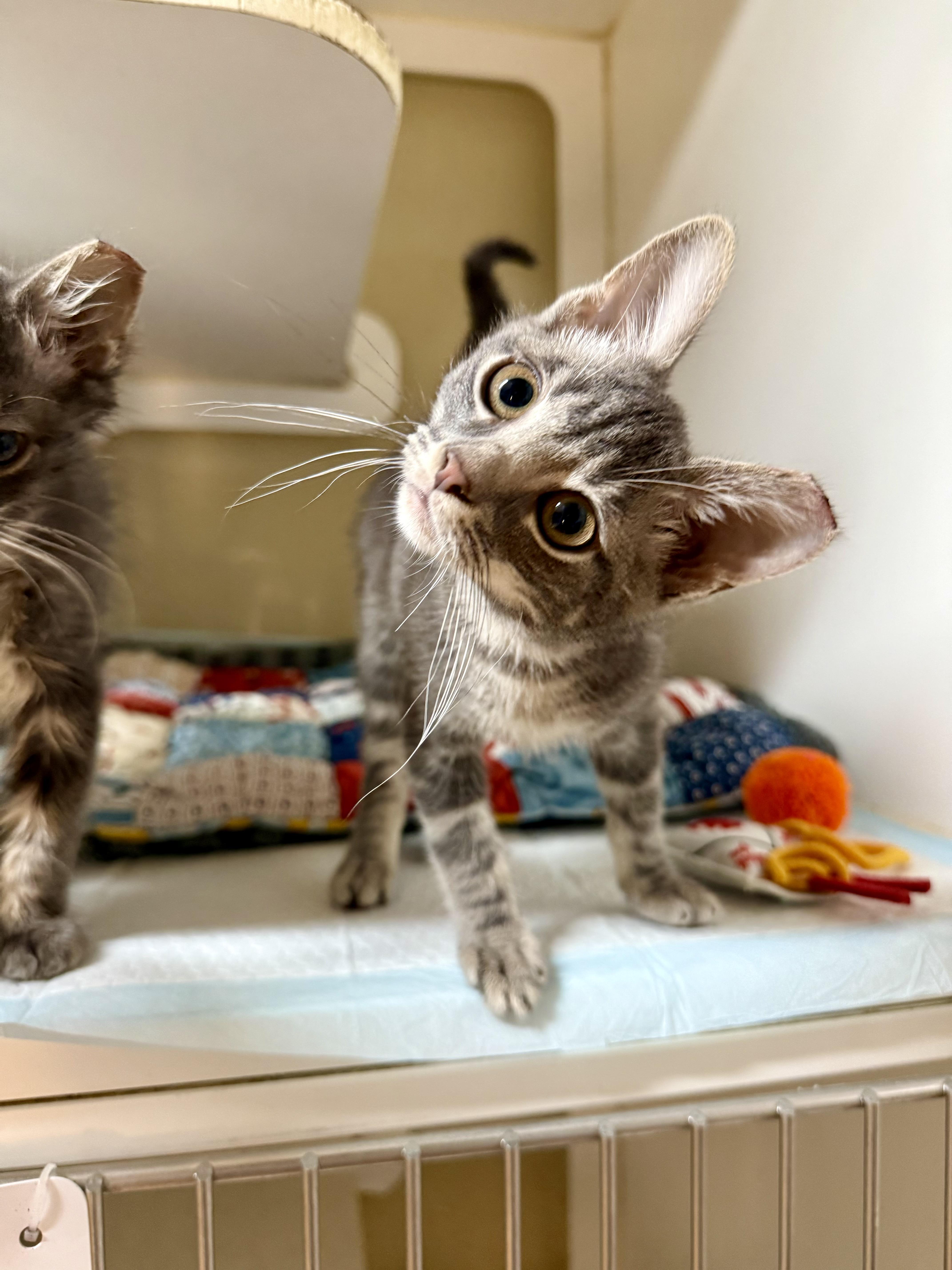 Axis and Orbit, a ADOPTABLE Domestic Short Hair in Jacksonville, AR image 3/5