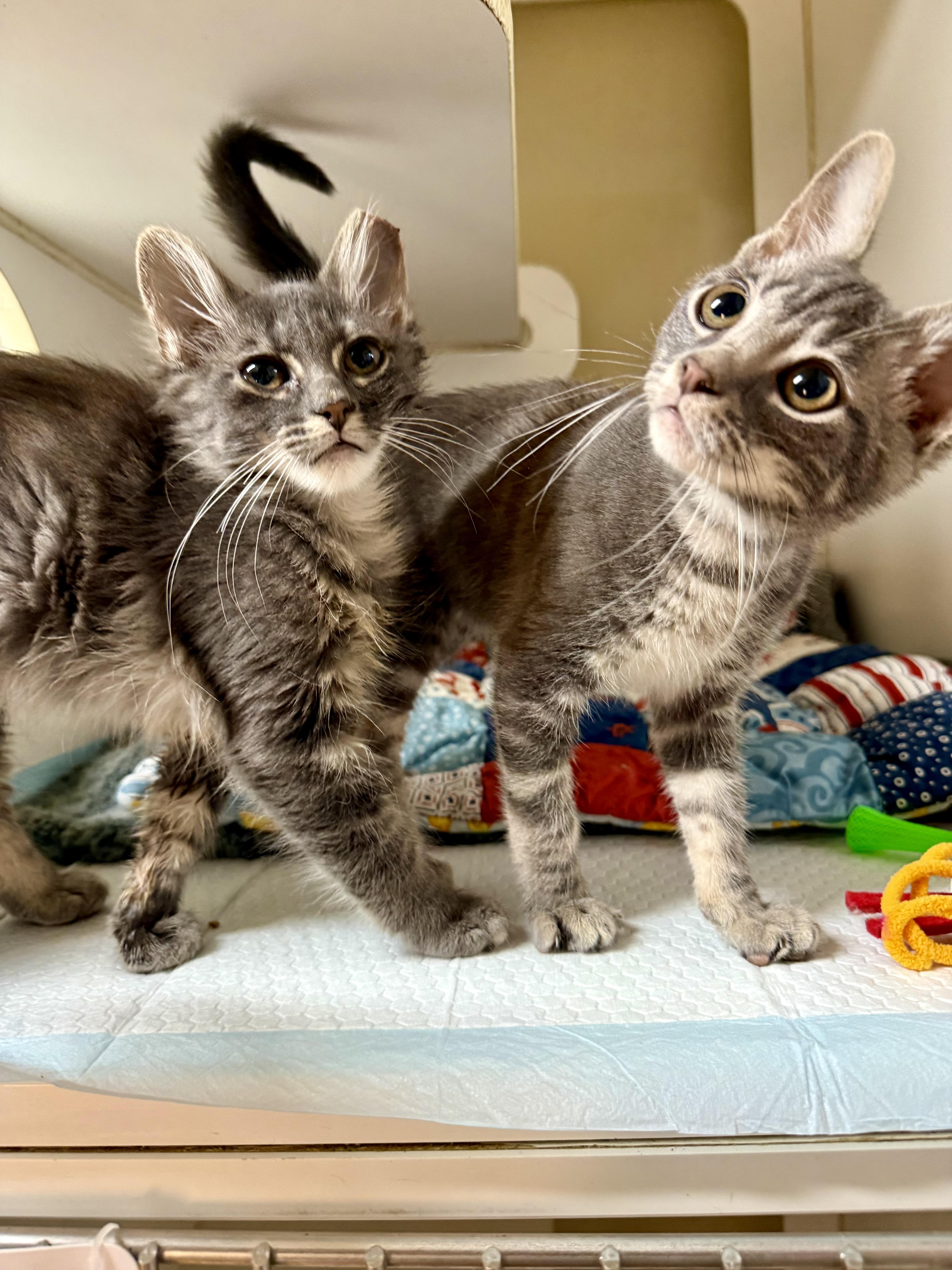 Axis and Orbit, a ADOPTABLE Domestic Short Hair in Jacksonville, AR image 1/5