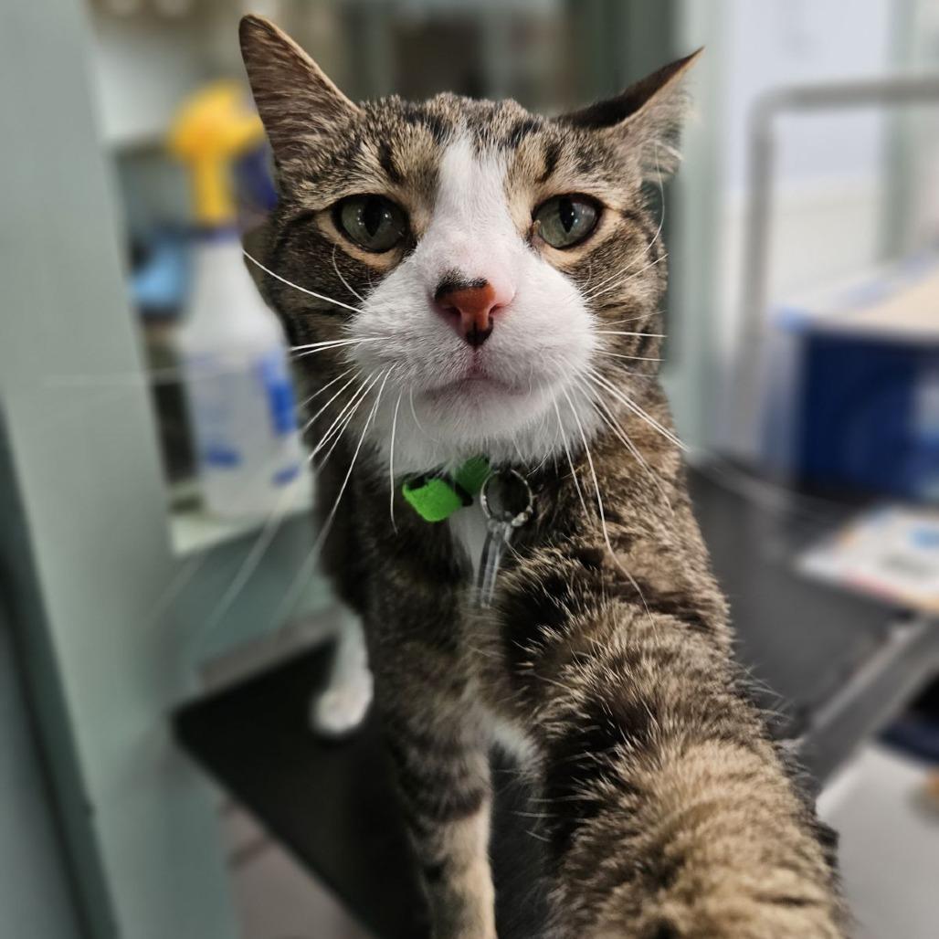 Dexter, Adoptable, Senior Male Domestic Short Hair.