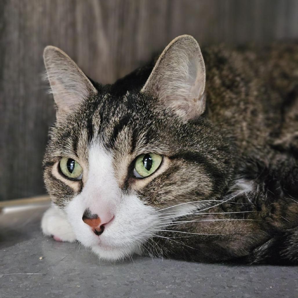 Enlarge Dexter, a Adoptable Domestic Short Hair in Lakewood, CO image 2/6