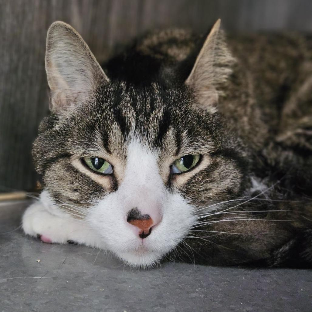 Enlarge Dexter, a Adoptable Domestic Short Hair in Lakewood, CO image 3/6
