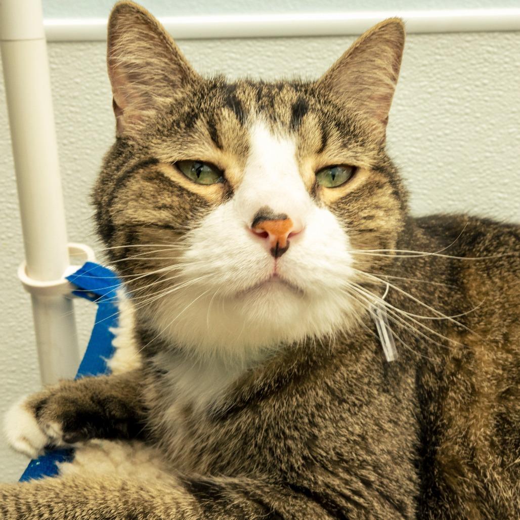 Enlarge Dexter, a Adoptable Domestic Short Hair in Lakewood, CO image 4/6
