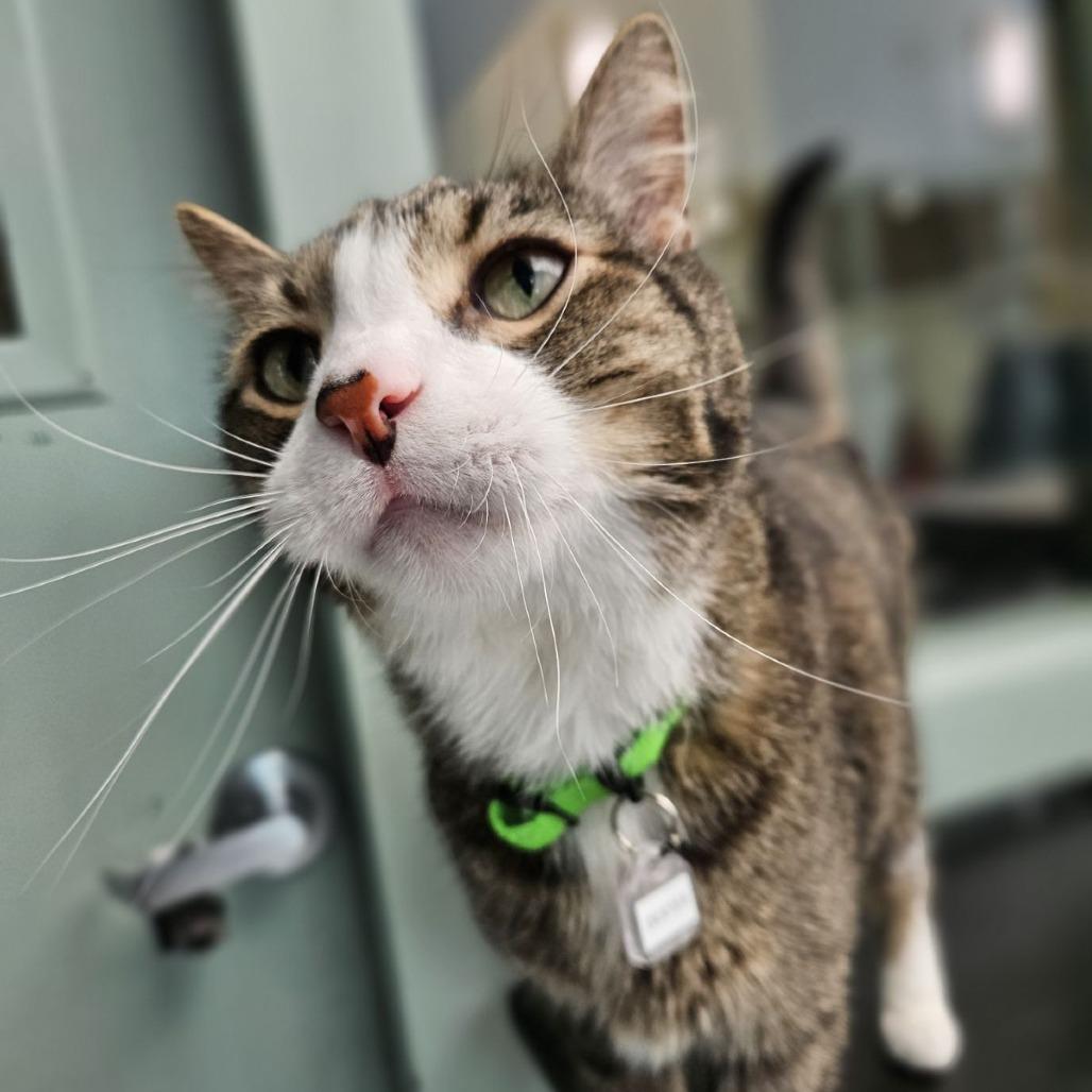 Enlarge Dexter, a Adoptable Domestic Short Hair in Lakewood, CO image 5/6