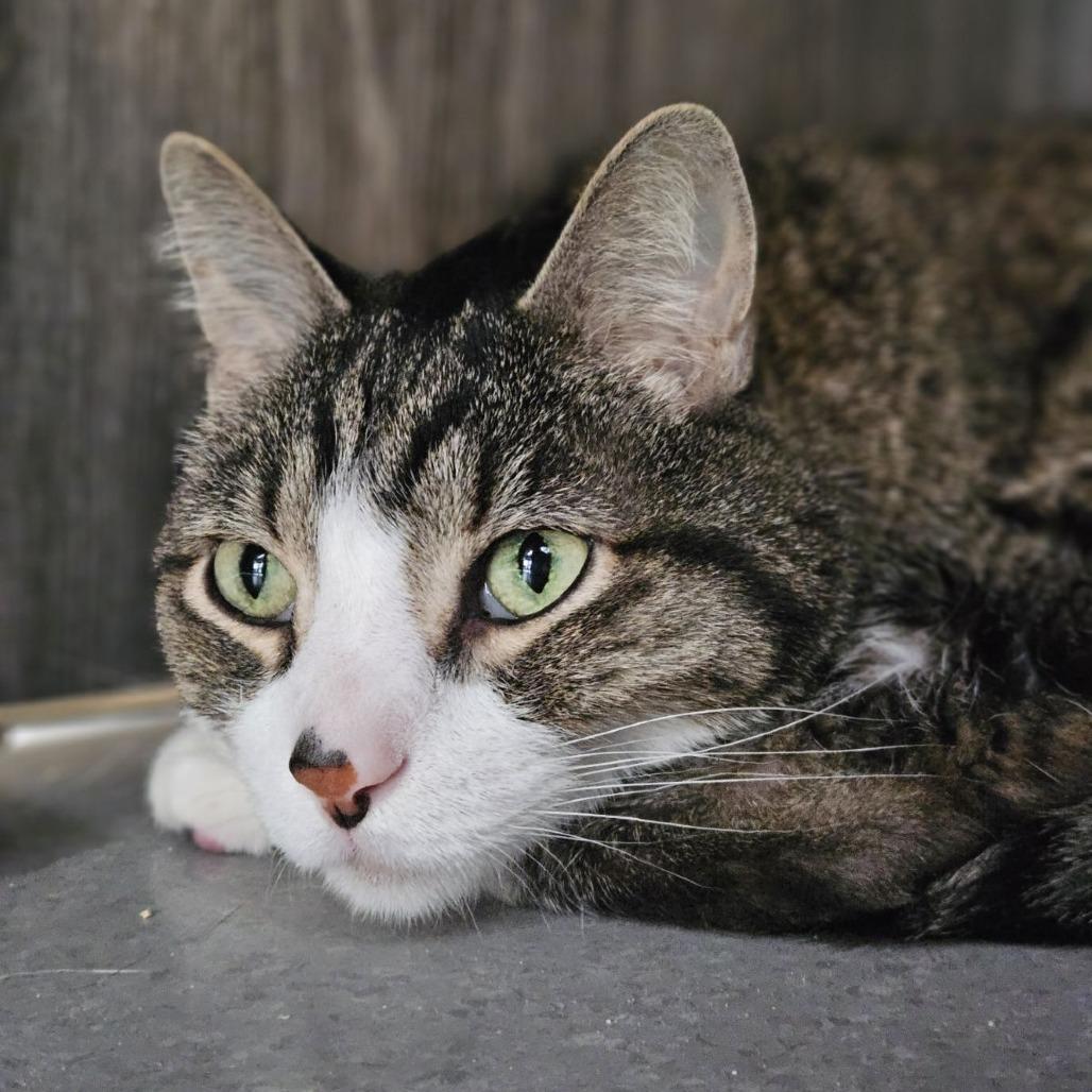 Enlarge Dexter, a Adoptable Domestic Short Hair in Lakewood, CO image 6/6