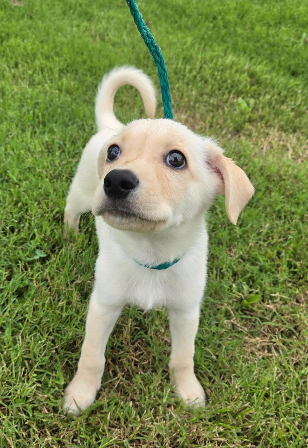 Little Man, ADOPTABLE, Puppy Male Yellow Labrador Retriever & German Shepherd Dog.