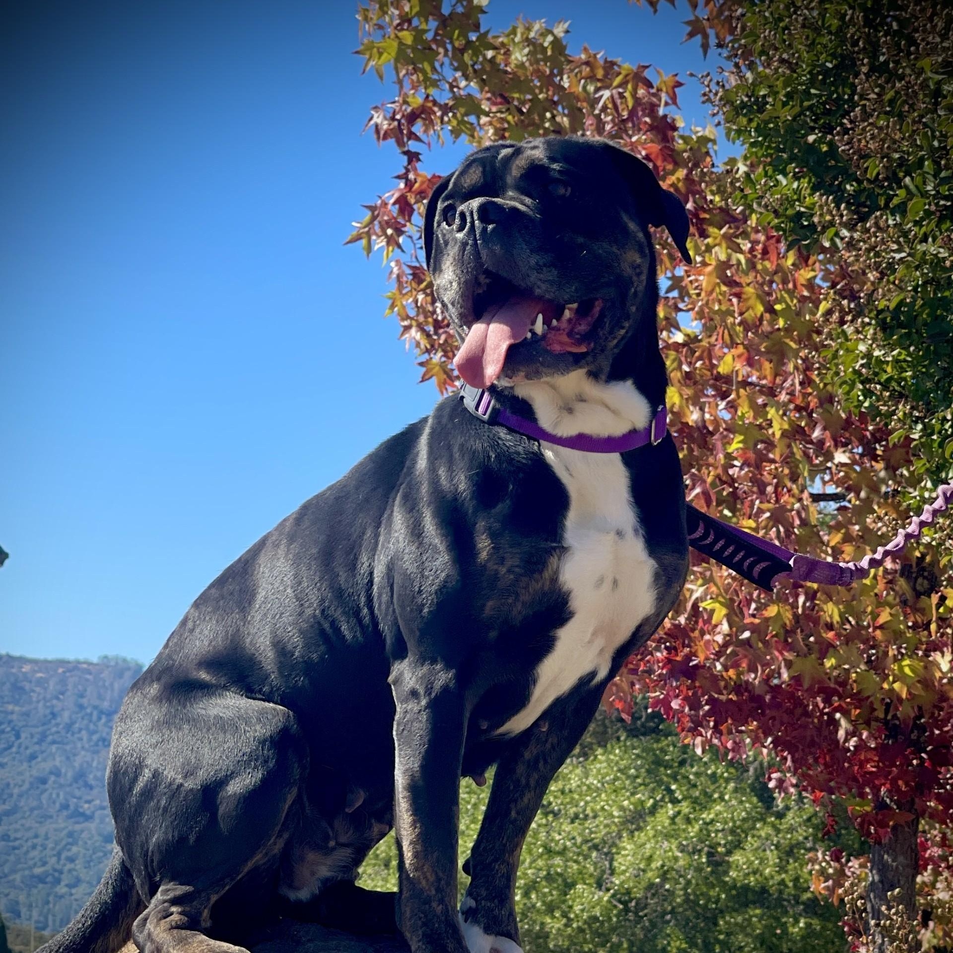 Enlarge Sweetie, a Adoptable mixed breed in San Andreas, CA image 2/3