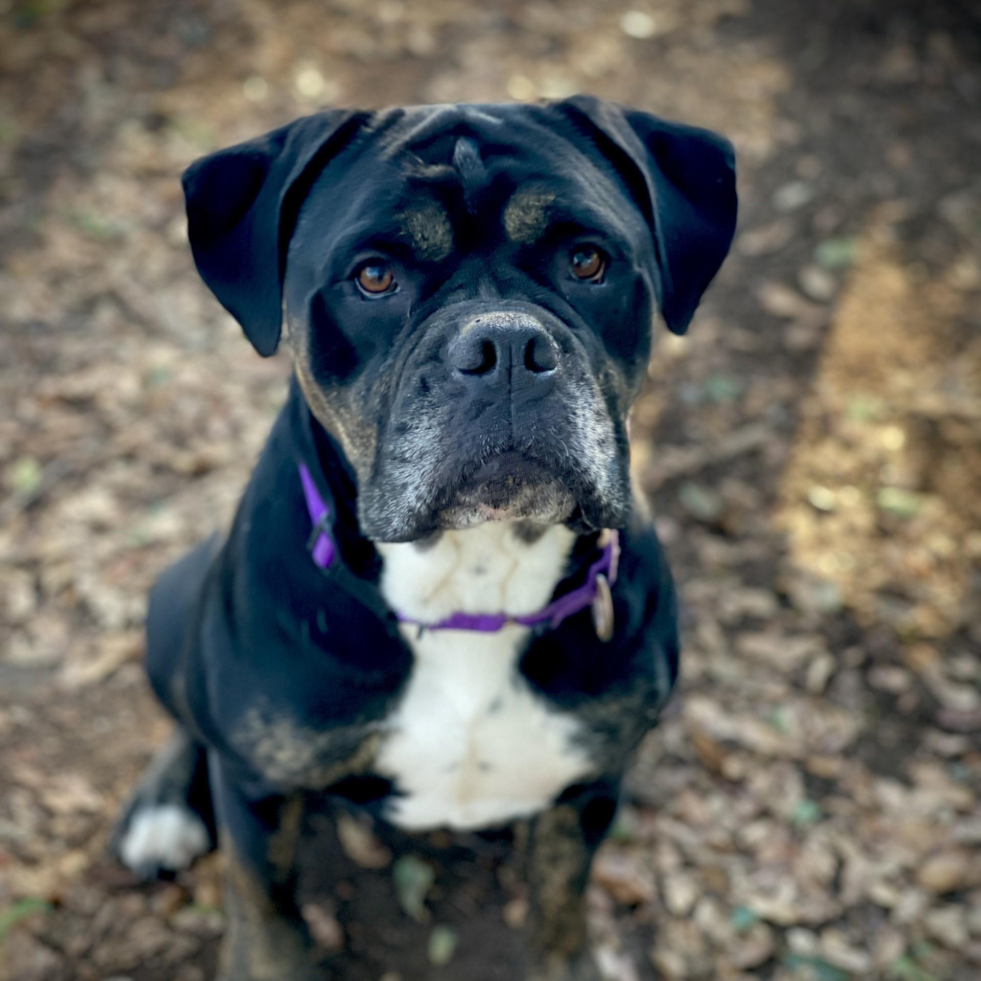 Enlarge Sweetie, a Adoptable mixed breed in San Andreas, CA image 1/3