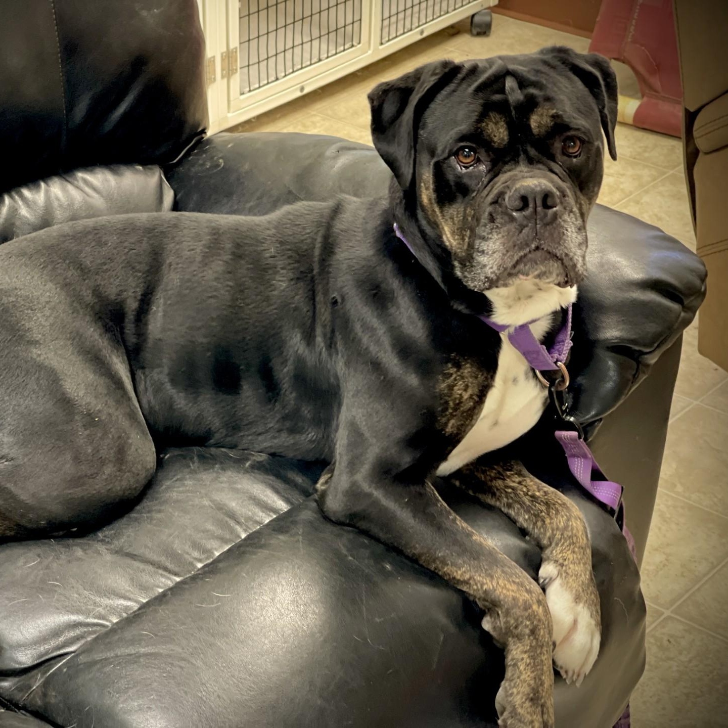 Enlarge Sweetie, a Adoptable mixed breed in San Andreas, CA image 3/3