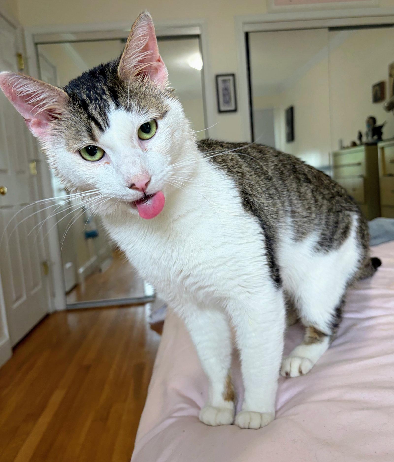 Garbanzo, Adoptable, Young Male Domestic Short Hair.