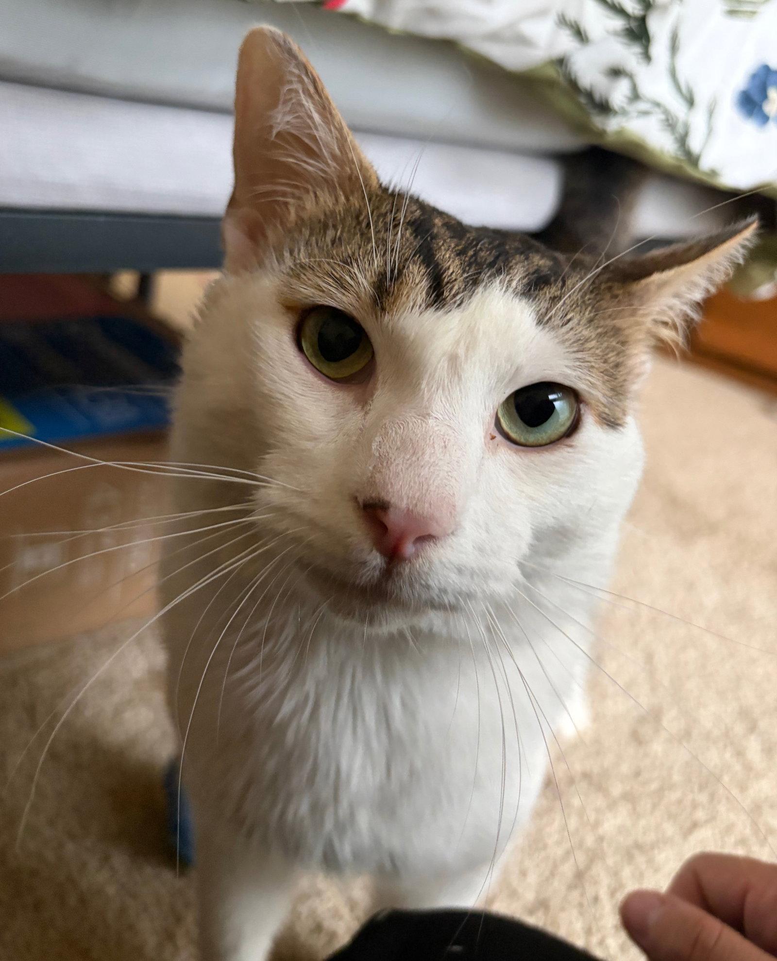 Enlarge Garbanzo, a Adoptable Domestic Short Hair in Reston, VA image 2/3