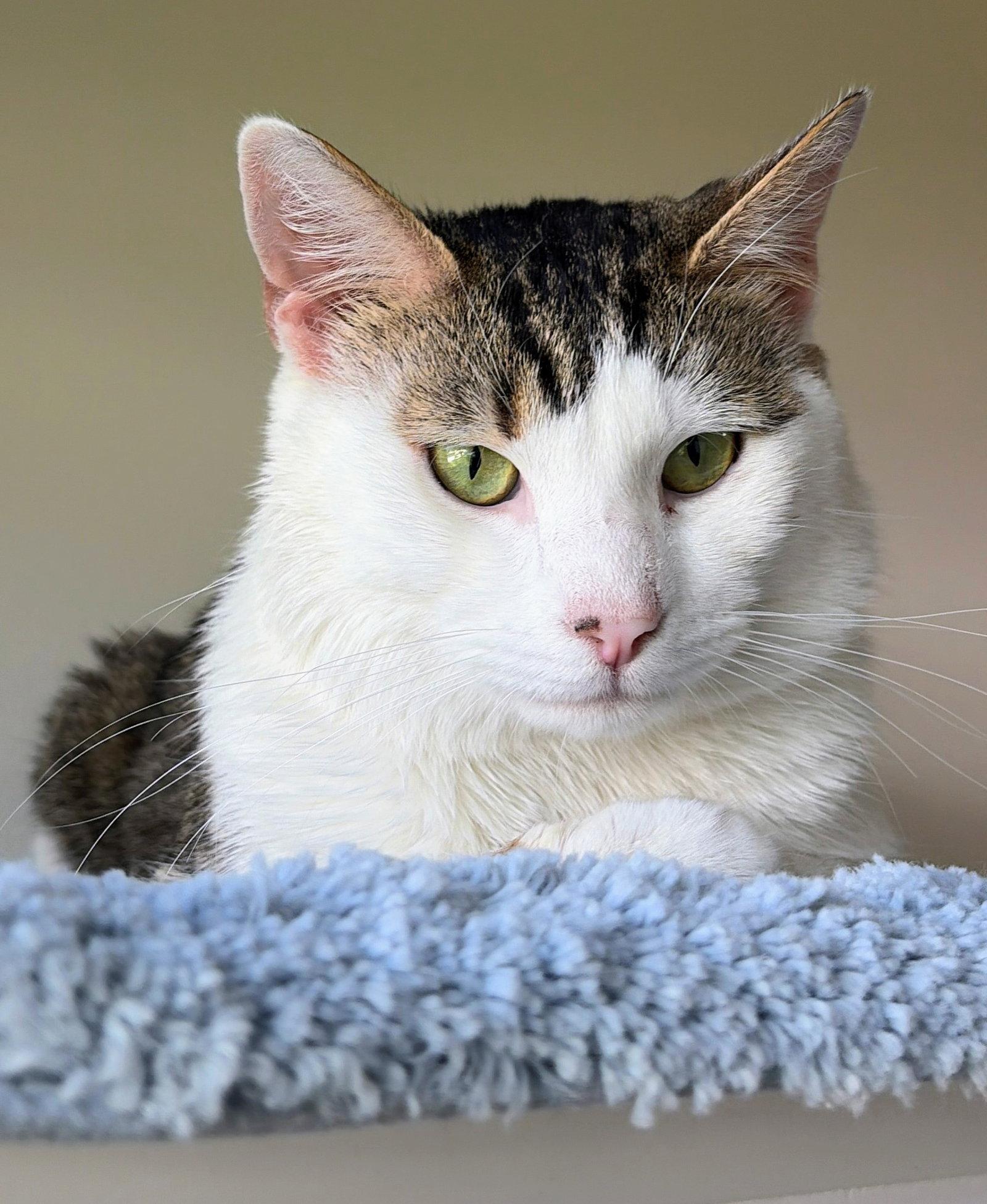 Enlarge Garbanzo, a Adoptable Domestic Short Hair in Reston, VA image 3/3