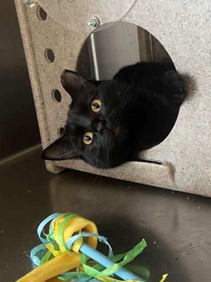 Rain, ADOPTABLE, Young Female Domestic Short Hair.