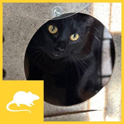 Rain, a ADOPTABLE Domestic Short Hair in Missoula, MT image 2/2