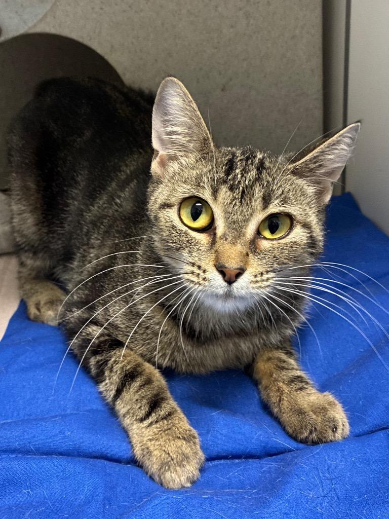 Enlarge West, a Adoptable mixed breed in Bryant, AR image 1/6