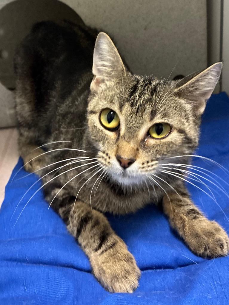 Enlarge West, a Adoptable mixed breed in Bryant, AR image 2/6