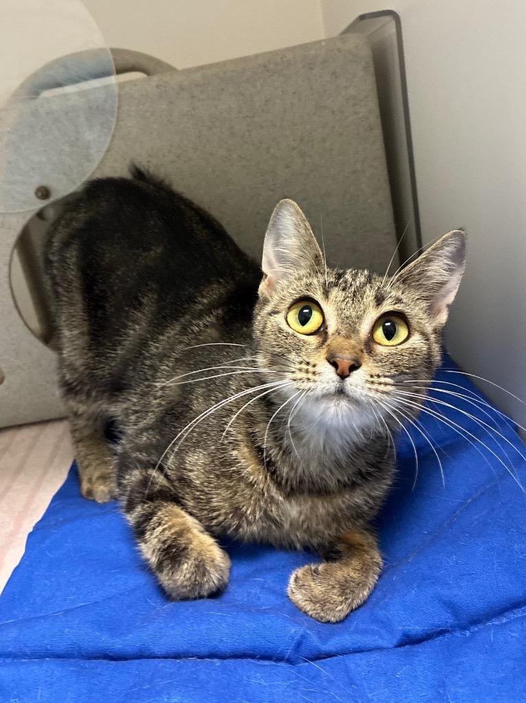 Enlarge West, a Adoptable mixed breed in Bryant, AR image 3/6