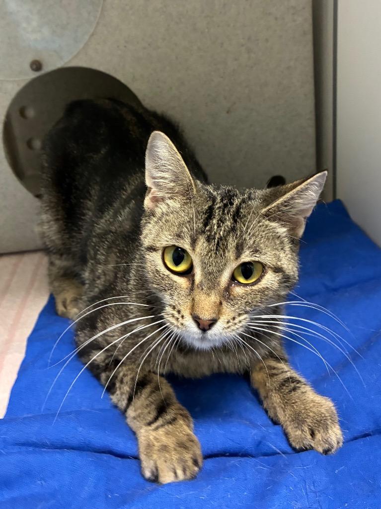 Enlarge West, a Adoptable mixed breed in Bryant, AR image 4/6