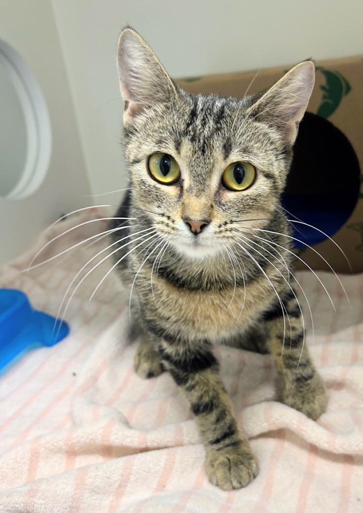 Enlarge West, a Adoptable mixed breed in Bryant, AR image 5/6
