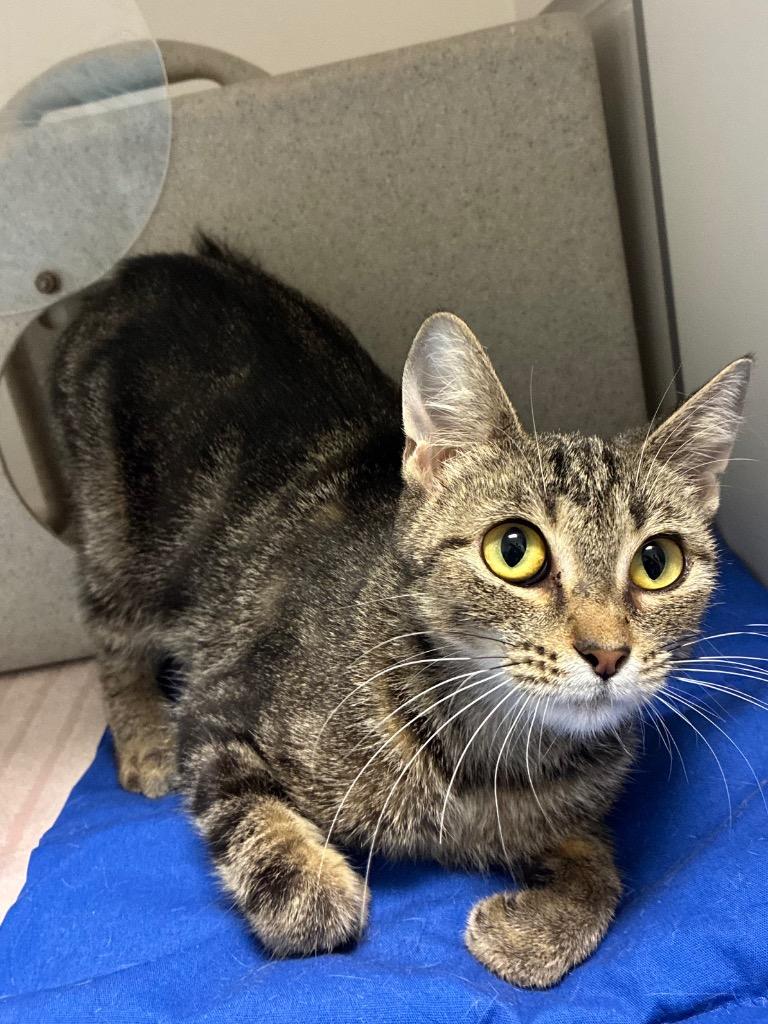 Enlarge West, a Adoptable mixed breed in Bryant, AR image 6/6