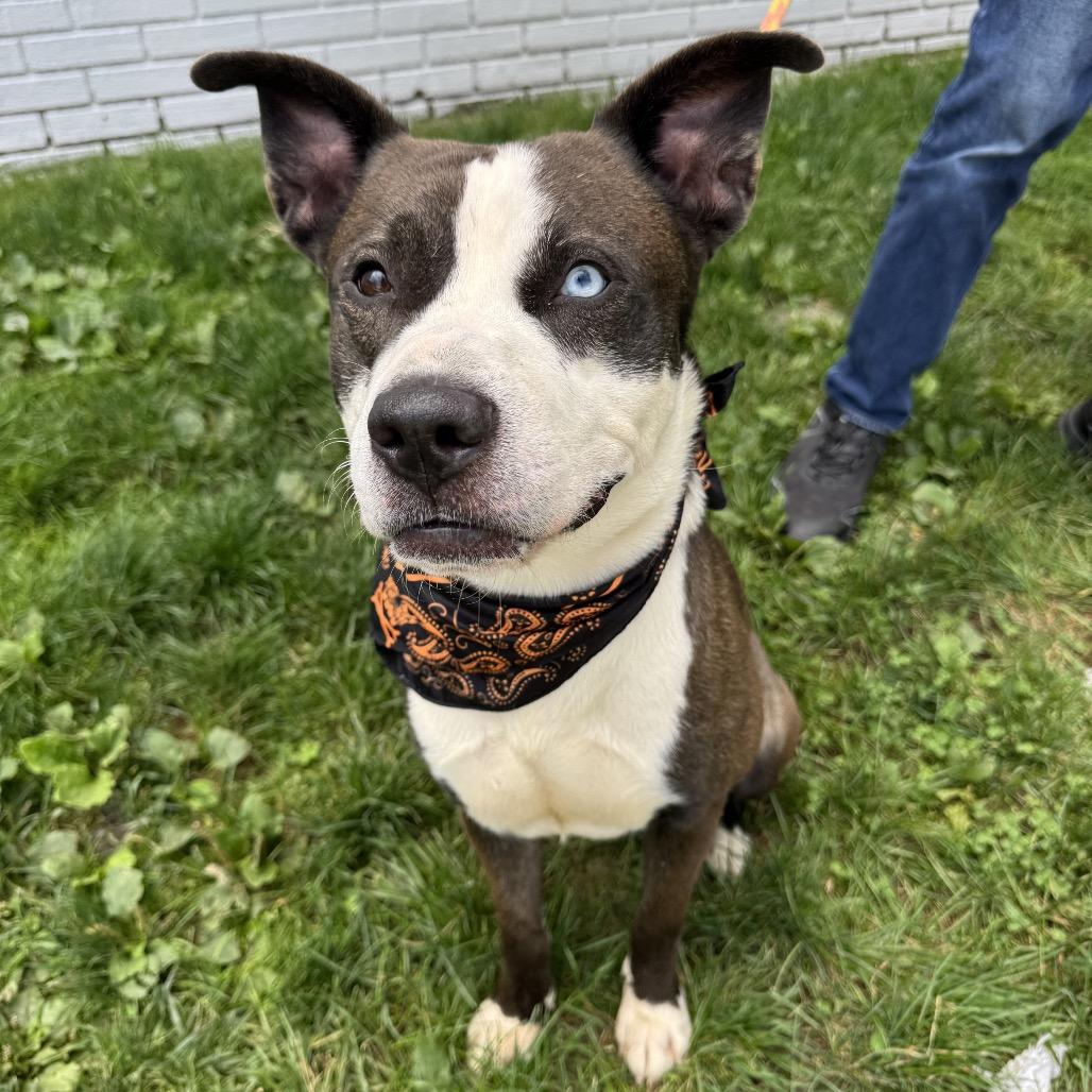 Otis, a Adoptable Pit Bull Terrier in Newark, NJ image 1/5