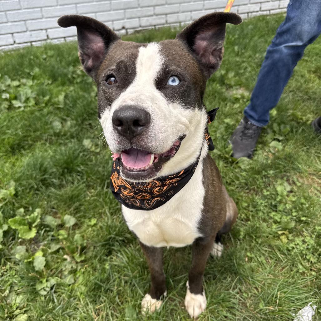 Otis, a Adoptable Pit Bull Terrier in Newark, NJ image 3/5
