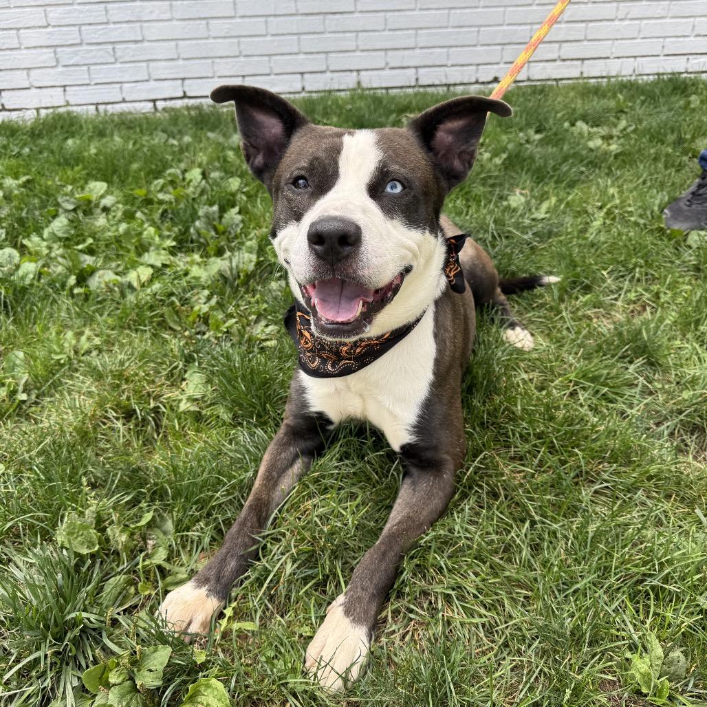 Otis, a Adoptable Pit Bull Terrier in Newark, NJ image 5/5