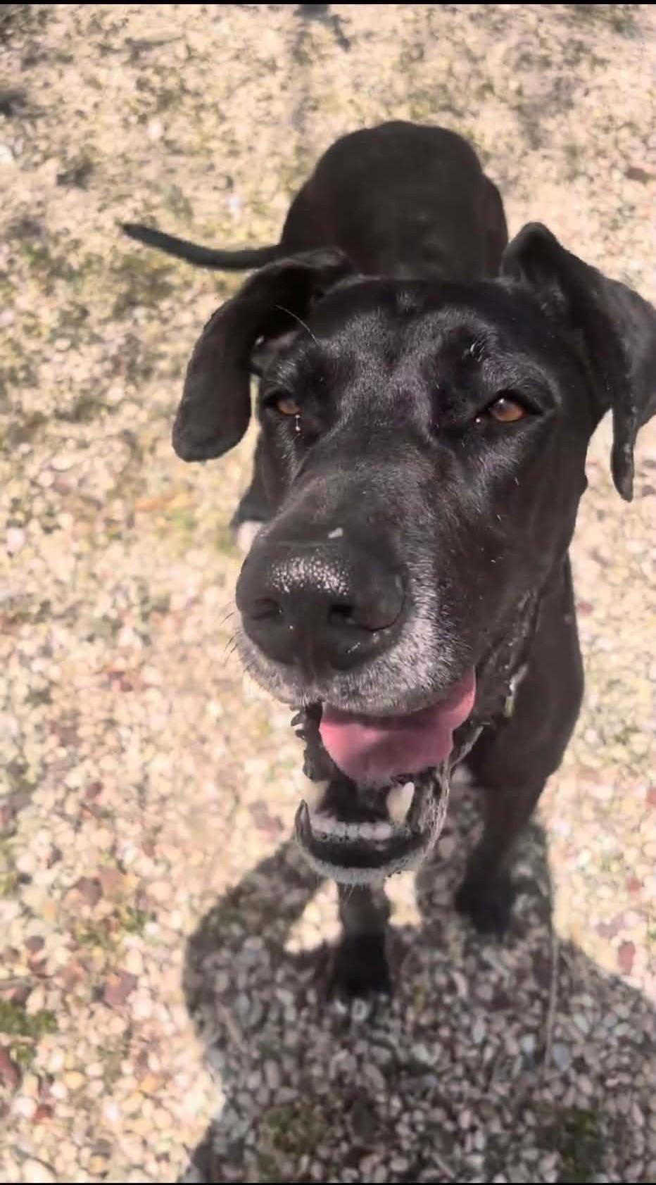 Enlarge Ebony, an adopted Great Dane in Austin, TX image 5/5
