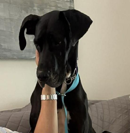Enlarge Ebony, an adopted Great Dane in Austin, TX image 3/5