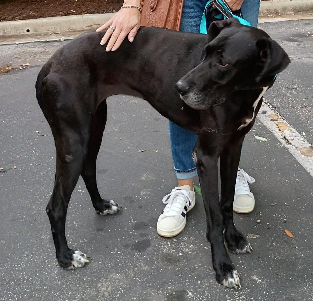 Enlarge Ebony, an adopted Great Dane in Austin, TX image 4/5
