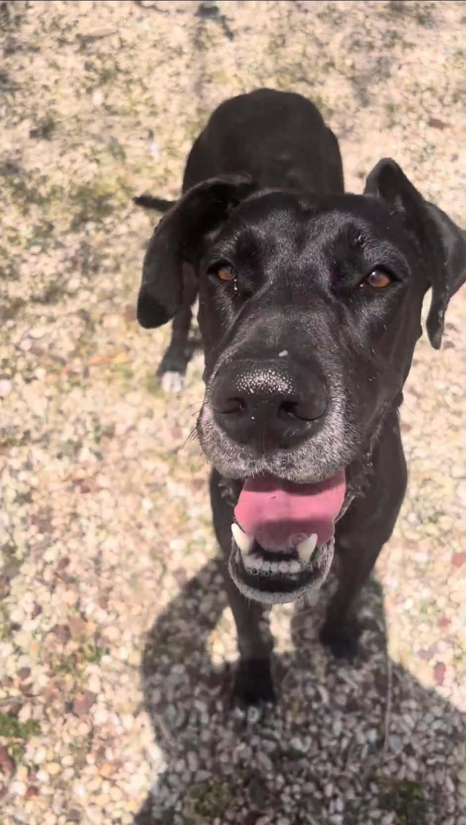 Enlarge Ebony, an adopted Great Dane in Austin, TX image 1/5