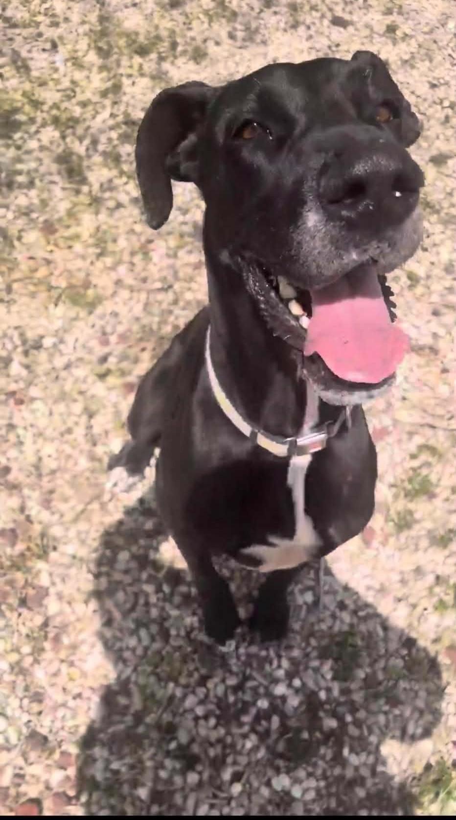 Enlarge Ebony, an adopted Great Dane in Austin, TX image 2/5